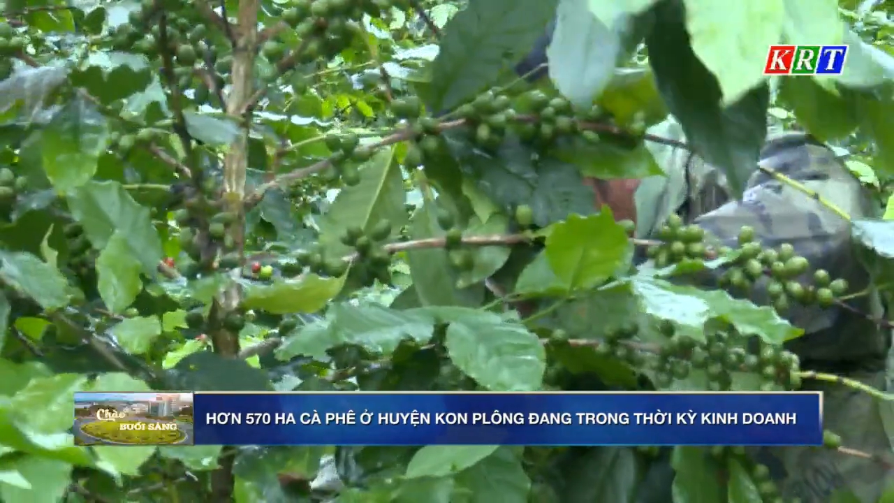Hơn 570 ha cà phê ở huyện Kon Plông đang trong thời kỳ kinh doanh
