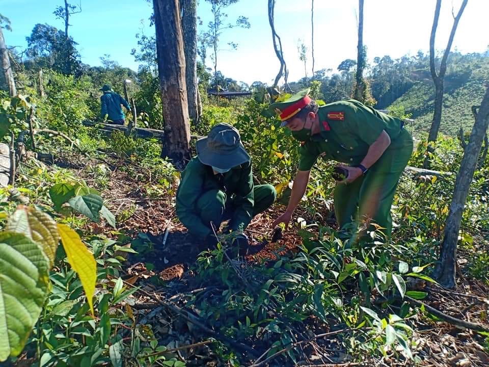 Công an huyện Kon Plông phối hợp triển khai trồng rừng, phủ xanh đất trống, đồi trọc