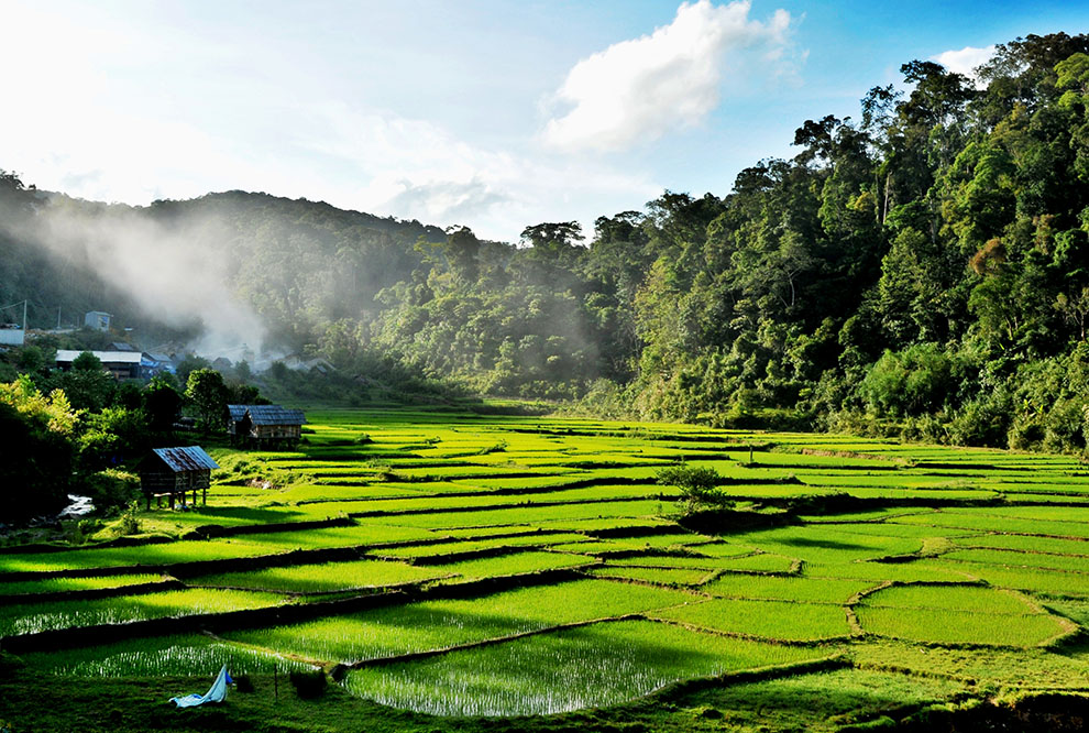 Hình ảnh Măng Đen - Cánh đồng